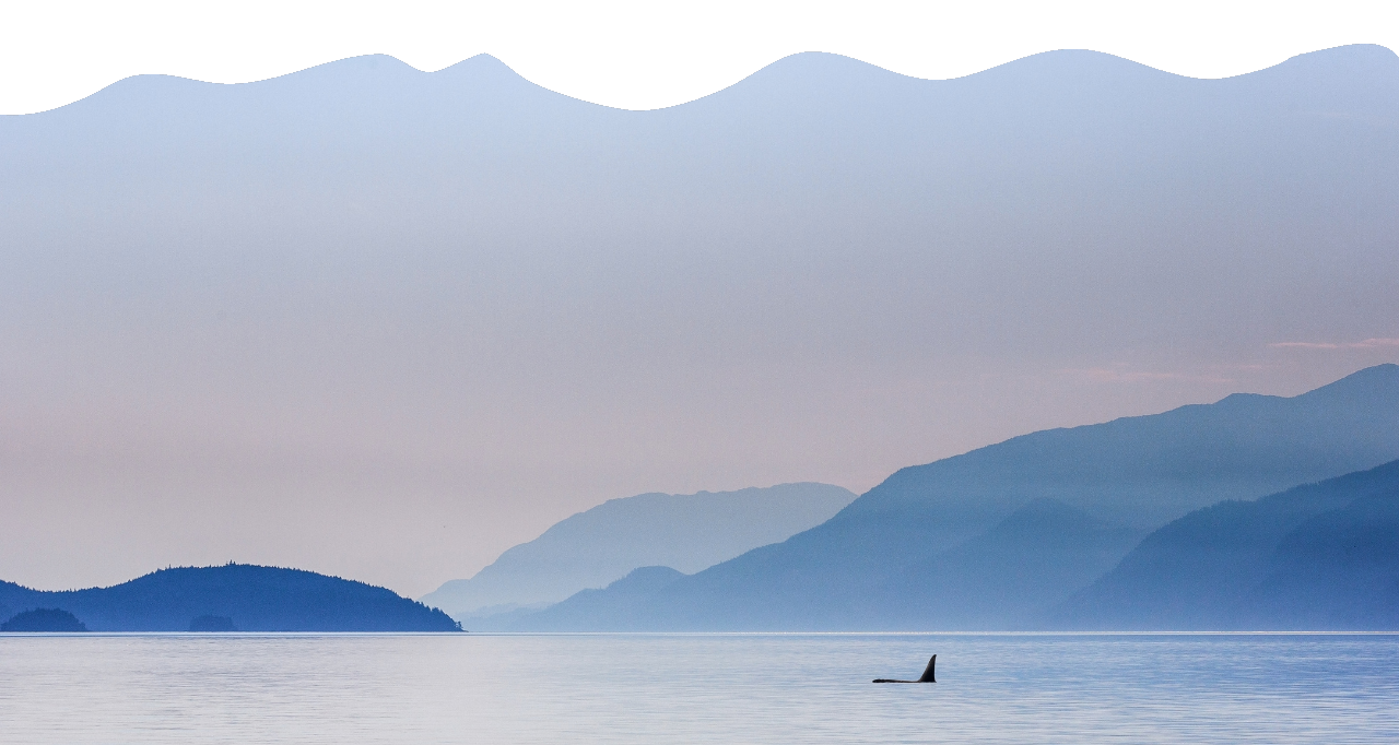 Vancouver Island ocean scene with whale