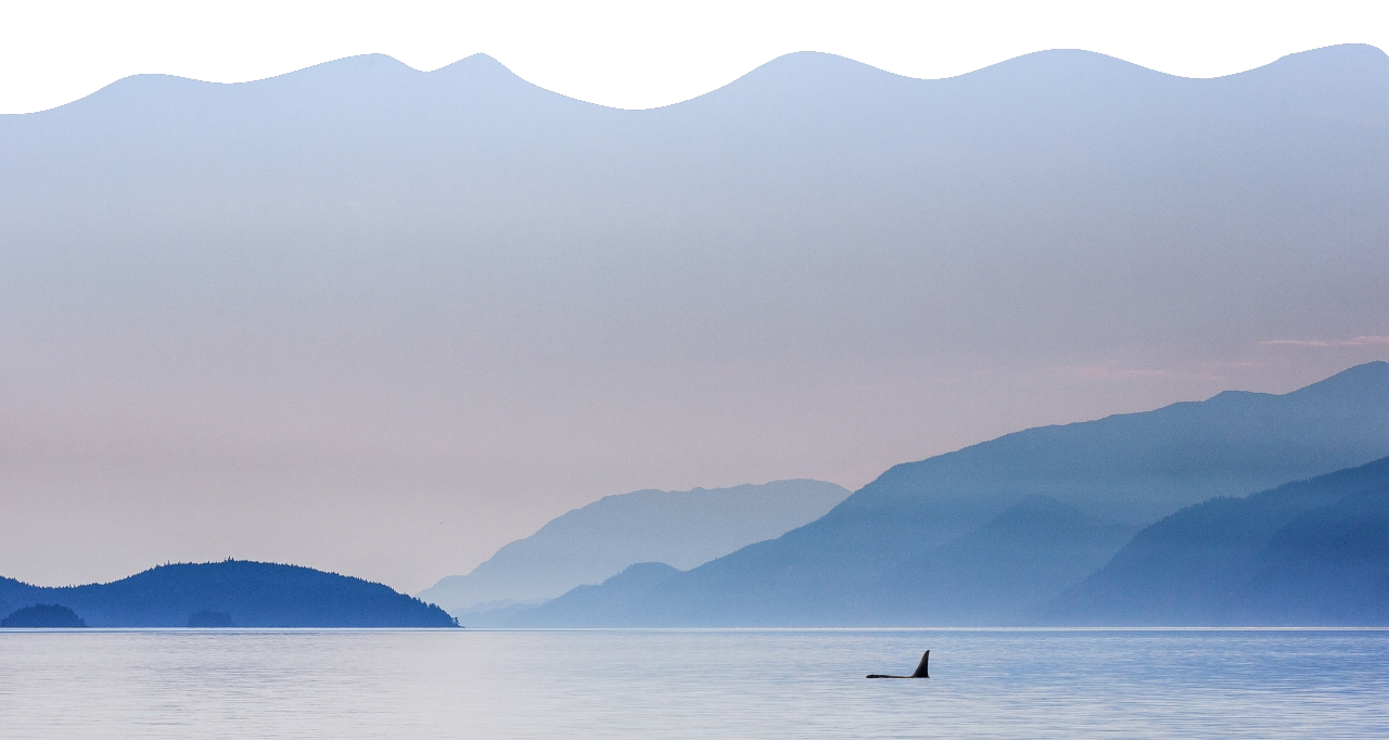Vancouver Island ocean scene with whale